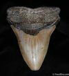 Inch Carcharocles Megalodon Tooth #104-1